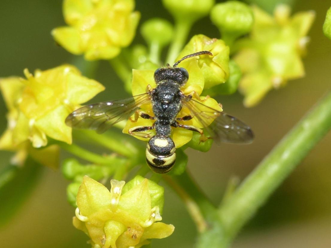 Crabronidae: maschio di Cerceris fimbriata